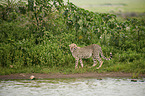 Gepard am Wasser