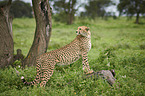 stehender Gepard
