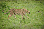 laufender Gepard