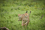 rennende Geparden