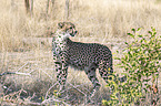 stehender Gepard