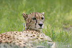 Gepard