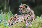 Gepard