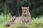 Gepard