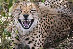 Gepard