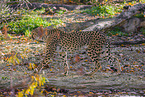 Gepard