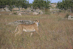 Gepard