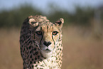 Gepard