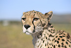 Gepard