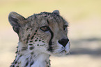 Gepard