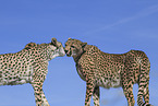 Gepard