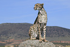 Gepard