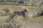 Gepard