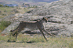 Gepard