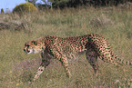 Gepard