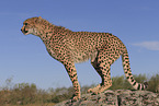 Gepard