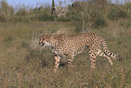 Gepard