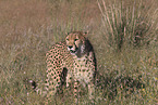 Gepard