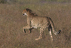 Gepard