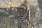 Gepard