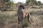 Gepard