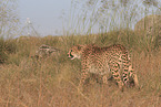 Gepard