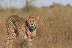 Gepard