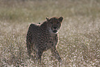 Gepard