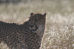 Gepard