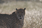 Gepard