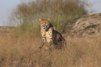 Gepard