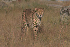 Gepard