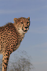 Gepard