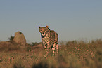 Gepard