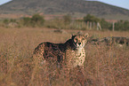 Gepard