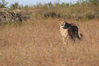 Gepard