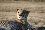 Gepard