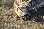 Gepard