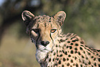 Gepard