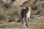 Gepard