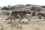 Gepard