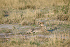 Gepard