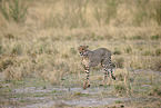 Gepard