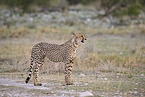 Gepard