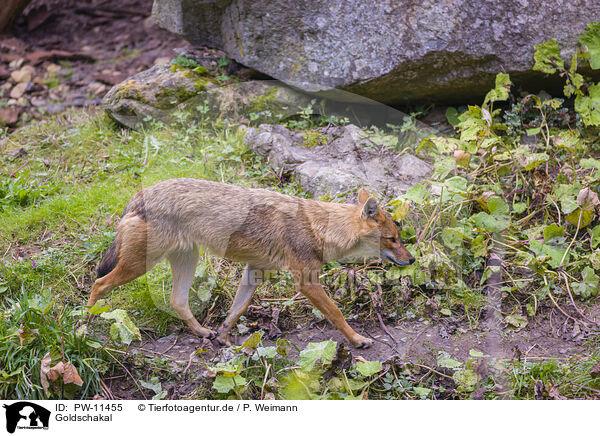 Goldschakal / golden jackal / PW-11455