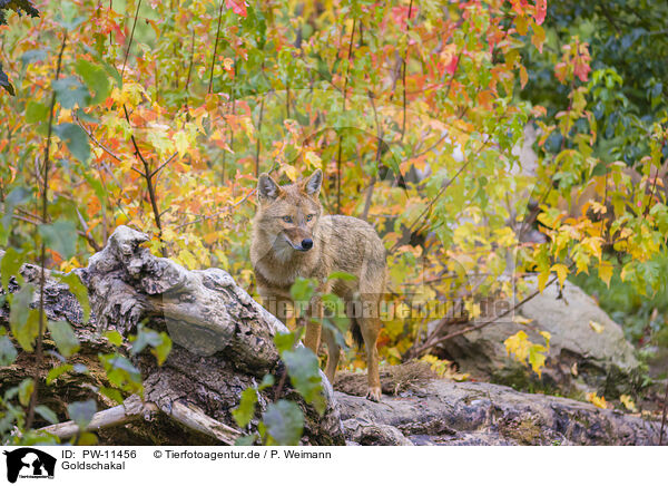 Goldschakal / PW-11456