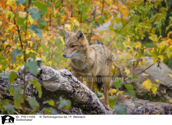 Goldschakal / golden jackal / PW-11459