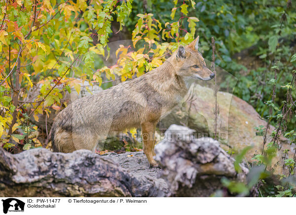 Goldschakal / golden jackal / PW-11477