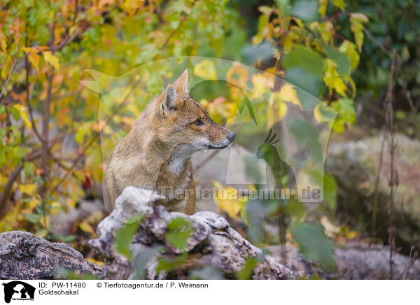 Goldschakal / golden jackal / PW-11480