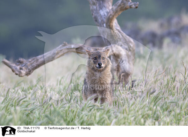 Goldschakal / golden jackal / THA-11170